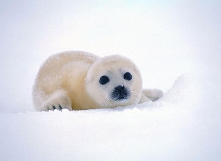 Cute Seal - seal, cute, baby, snow