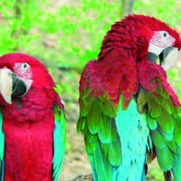 Macaws