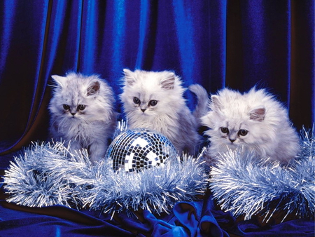 Fluffy christmas kittens