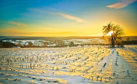 winter_is_gold - nature, sky, snow, sun, winter, tree, gold