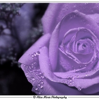 Purple rained Rose.