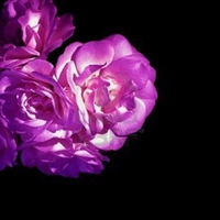 Purple rose isolated with black background