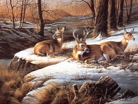 SUNNY AFTERNOON  DEERS RELAXING - gorgeous, deer, scene, beautiful