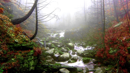 FOGGY MORNING STREAM - stream, fog, forest, morniing