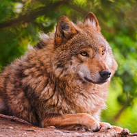 Lounging cute wolf