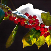 Winter Holly
