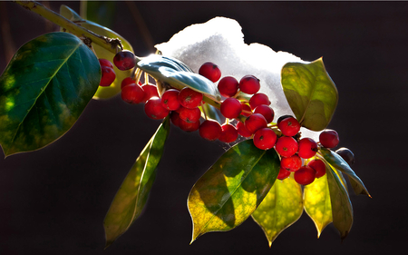 Winter Holly - winter, snow, berry, holly, tree, christmas, nature, season, red