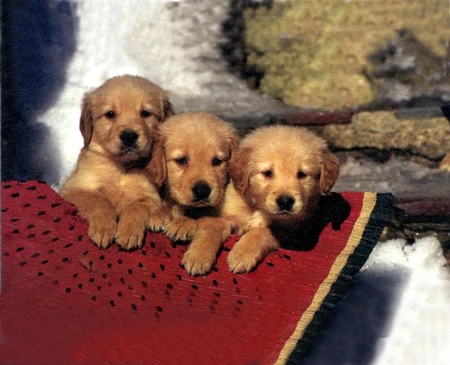 Three Little Ones - tan, puppies, retriever, red