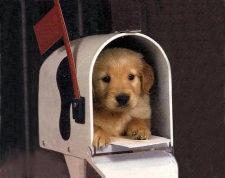 In the Mailbox - retriever, flag, puppy, mailbox