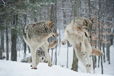 Wolf Air Bound - wolf air bound, timber, gray, dog, feroucious wolf