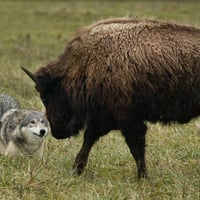 wolf vs bison