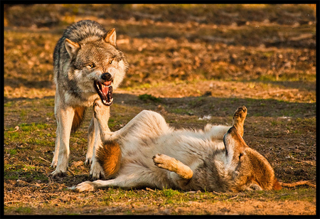 wolves having fun - feroucious wolf, dog, timber, gray, wolves having fun