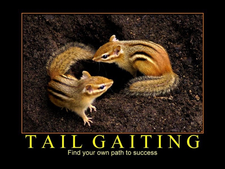 Tail Gaiting - hole, squirrels, tails, ground