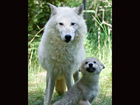 father and son - feroucious wolf, dog, father and son, timber, gray, angry