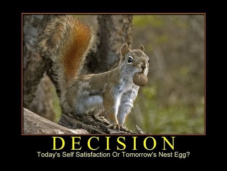 Decision - tree, squirrel, nut, limb