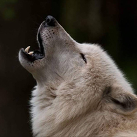 howling in the nicht!