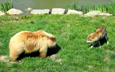 bear vs wolf - angry, timber, gray, dog, grizzly, feroucious wolf, wallpaper bear, but not the wolf