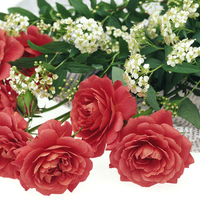 Romantic Red Flowers