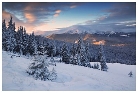 Winter forest - trees, hills, winter, snow, sky