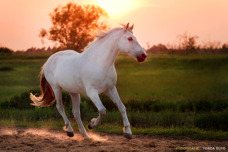 =) - horses, lovely, i love horses, horse