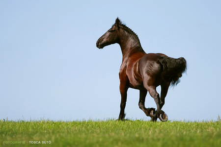 Cool   1 fav - i love horses, lovely, horse, horses