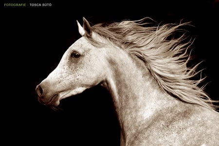 Arabian lovely face - i love horses, lovely, horse, horses