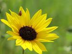 Ladybug On Sunflower