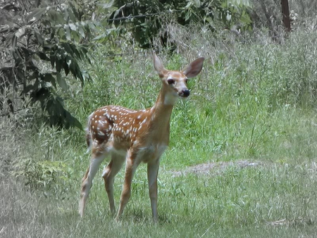 Young Fawn - fawn, trees, deer, grass