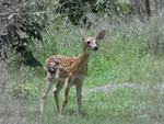 Young Fawn