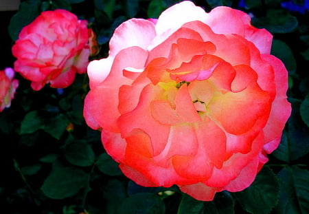 Bina - bright and beautiful - peony, coral, white, yellow, black background, bright, flower