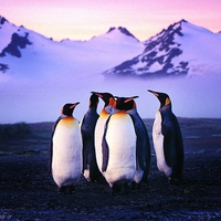 HAPPY FEET  WITH TUXEDOS