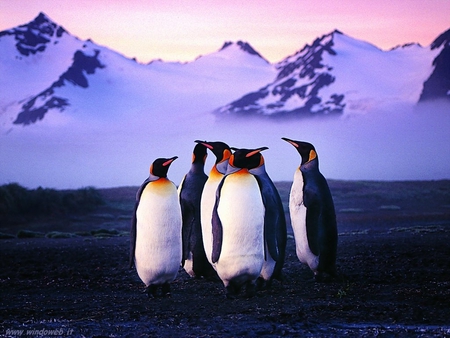 HAPPY FEET  WITH TUXEDOS - penguins, cute, adorable, happy, feet