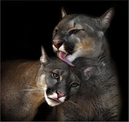 Animal love. - animal, cat, mountain lion, affection, wild, love