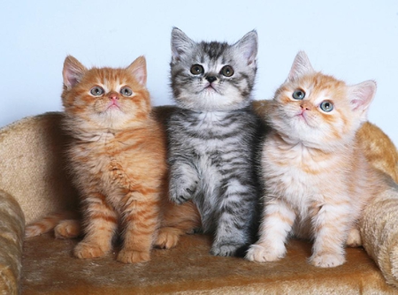 Aren't we cute ? - animal, sofa, kitten, couch, cute, pose, cat