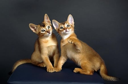 Posing kittens.