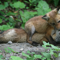 Playful foxes.