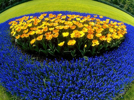 Yellow and Blue - flower, tulips, grass, blue