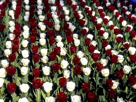 Right in a Row - white, red, flower, tulips