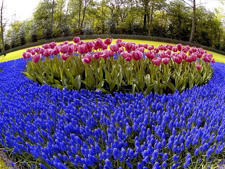 Pink and Blue - flowers, pink, tulips, blue