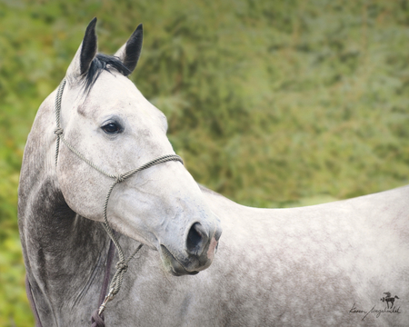 :) - horses, horse, lovely, i love horses