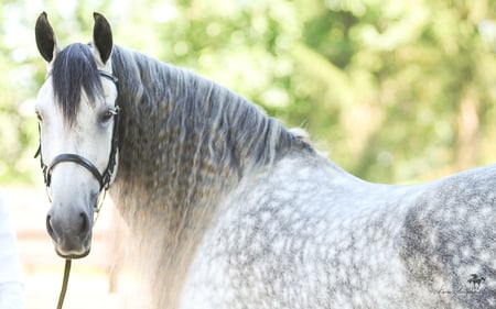 lovely - horses, horse, lovely, i love horses