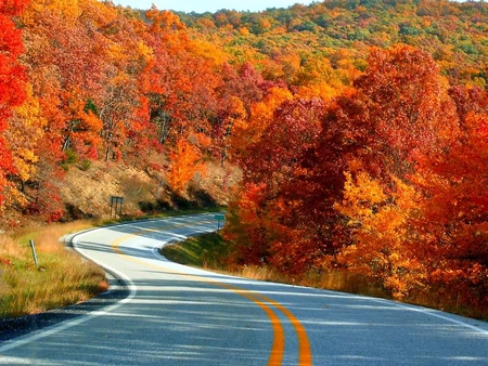 Orange and Winding Road - sky, autumn, trees, road