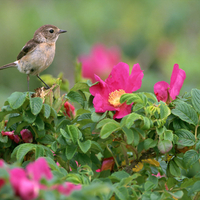 Bird on rose plant.