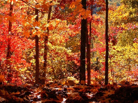 In the Forest - leaves, orange, forest, autumn