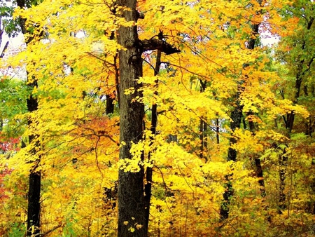 Bright Yellow - leaves, trunk, trees, autumn