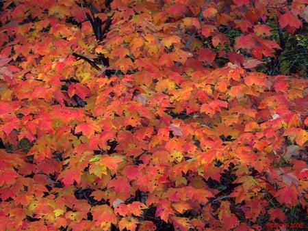 Blanket of Maple - leaves, autumn, maple, trees