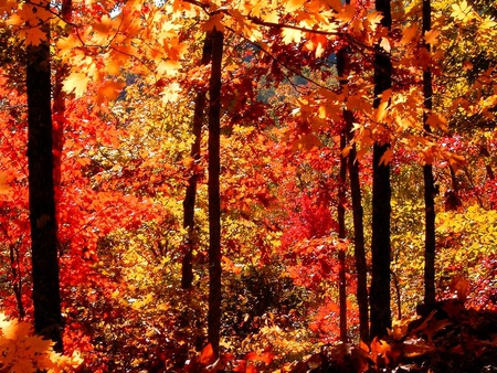 Dark Orange - leaves, forest, trees, autumn