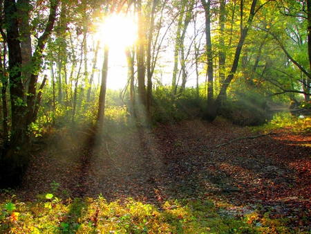 Beaming Through - leaves, forest, trees, sun