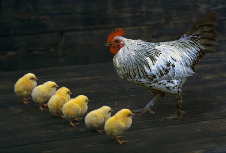 Meeting of chickens. - bird, fowl, chicken, poultry, meeting