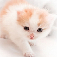 Cute Kitty